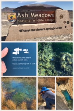 Ash Meadows National Wildlife Refuge