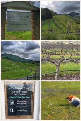 Benzinger Winery, Glen Ellen, CA