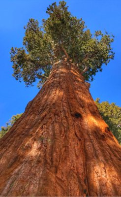 General Sherman Tree