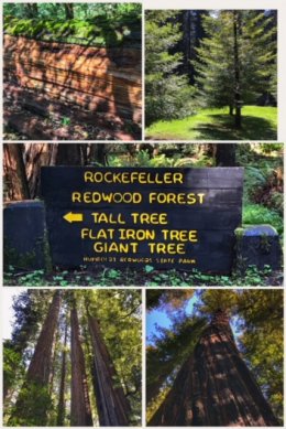 Rockefeller Redwood Forest