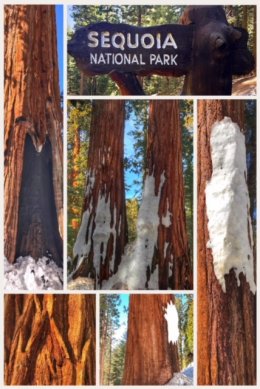 Sequoia National Park