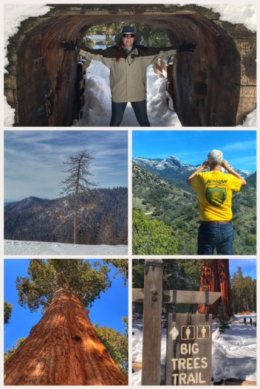 Sequoia National Park pictures