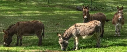 Oregon burros