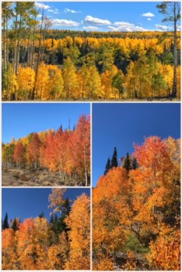 Falls Aspen Tree colors; Dixie National Forest