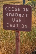 Geese on Roadway Sign