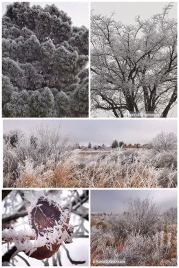 Deming, New Mexico, hoar frost