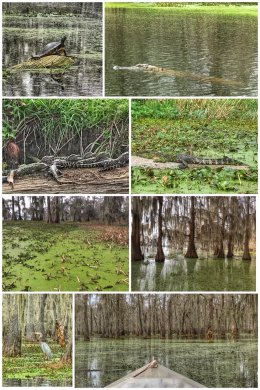 Lake Martin, Louisiana