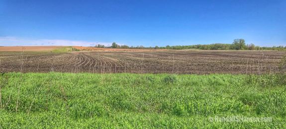 Iowa cornfields