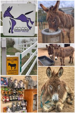 Longhopes Donkey Shelter