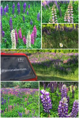 Wisconsin Lupines
