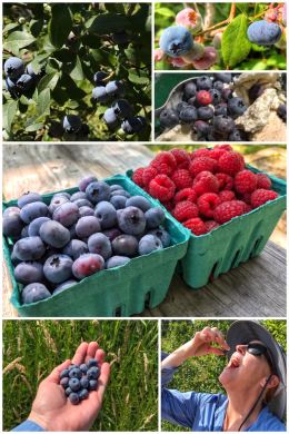 Michigan berries