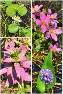 Indiana Dunes National Park flowers