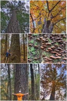 Congaree National Park,, big trees