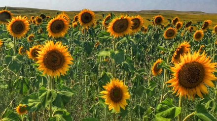 North Dakota sunflowers