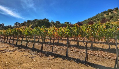 Vineyard grapevines