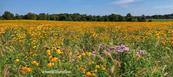 Illinois prairie